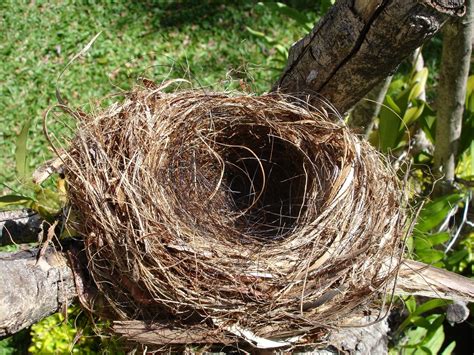 Empty Nest 2 Free Photo Download Freeimages