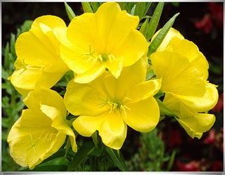 Secara ilmiah, bunga lawang dikenal dengan nama illicium verum. Nama tempatan : Bunga Azan Nama saintifik :Oenothera spp ...