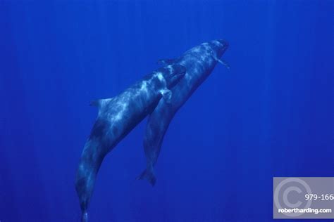 Adult False Killer Whales Pseudorca Stock Photo