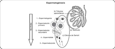 La Espermatogénesis Se Lleva A Cabo En Los B Túbulos Seminíferos