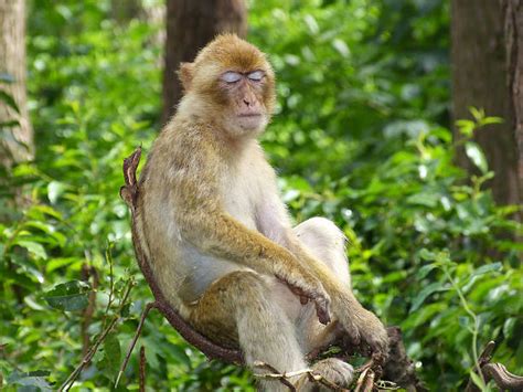 Best Monkey Sleeping On Tree Stock Photos Pictures And Royalty Free