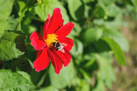Bumblebee On The Red Flower Free Stock Photo