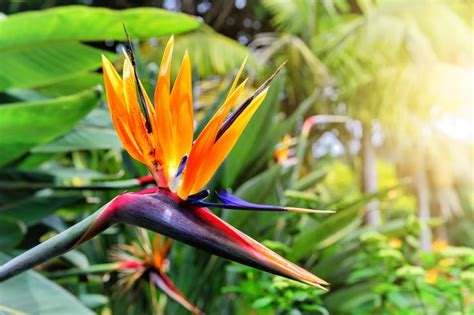 Bird Of Paradise Plant Indoors How To Care And Grow