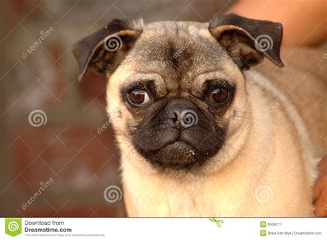 Funny Pug Dog Face Stock Image Image Of Eyed Face Outdoor 6508217