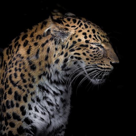 Cheetah Profile Galerie Prints Premium Photographic Prints