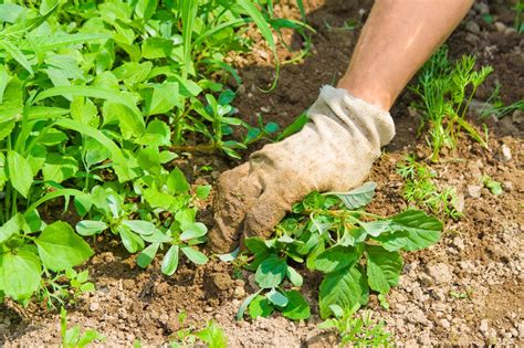 Garden weeds can be the bane of a gardener's existence. Vegetable Weed Control: How To Keep Weeds Out Of A ...