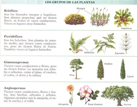 Las Plantas Y El Campo La Clasificaci N Tax Nomica De Las Plantas