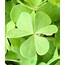 Lucky Irish Shamrock Plants Delivered As Gifts