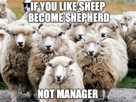 Sheeps Imgflip