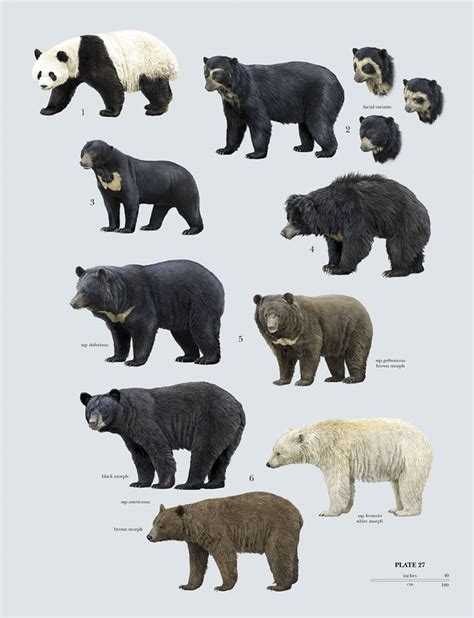 Bear Species Bear Species Mammals Rare Animals