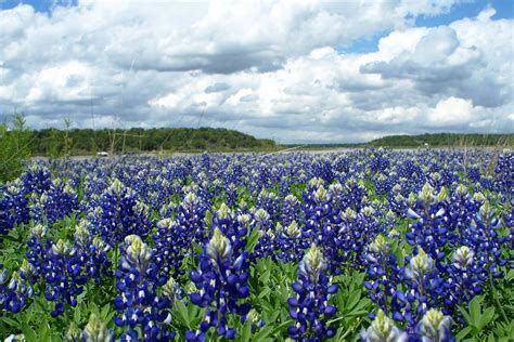 2015 Fields Of Bluebonnets At Lake Brownwood State Park In North