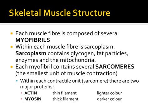 Skeletal Muscle Characteristics