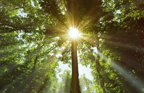 Sun Shining Through Tree Branches Stock Image Image Of Tree Sunlight 56460137