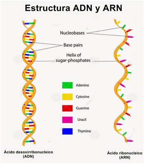 Ácidos Nucleicos ácido Desoxirribonucleico Adn Y ácido Ribonucleico