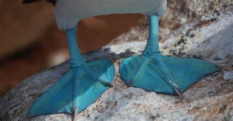 Weird Animal Feet You Have To See To Believe