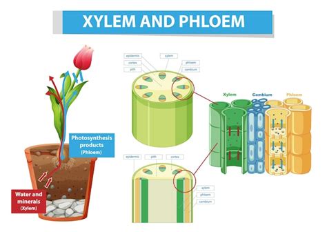 Free Vector Diagram Showing Vascular Tissue Xylem And Phloem