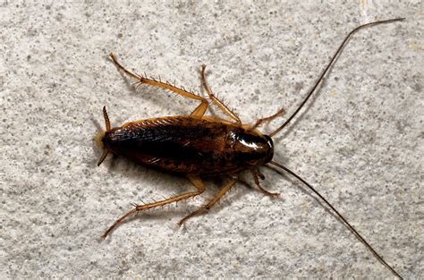 There was a time when the german cockroach was considered as one of the most difficult pests to control in industrial and residential areas and especially food processing. Pest Control for German Cockroaches