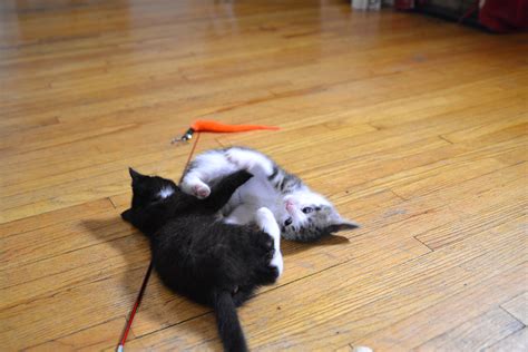 These Rescue Kitties Have Some Serious Cattitude Laptrinhx News