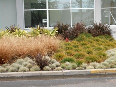 Garden Idea Ground Cover Plants Drought Tolerant Landscape Front