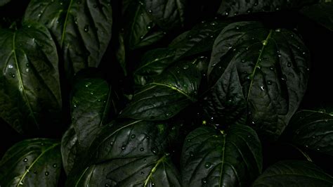 29 4k Leaves Wallpapers Wallpapersafari