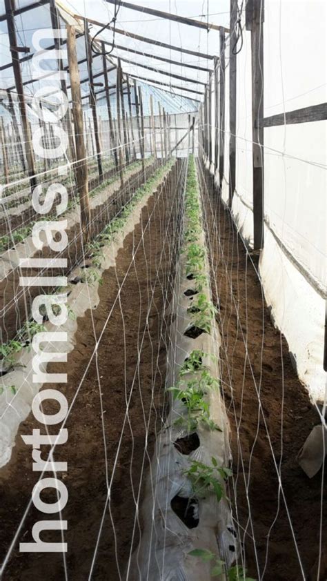 Trellis Net In Greenhouse Hortomallas™ Supporting Your Crops®