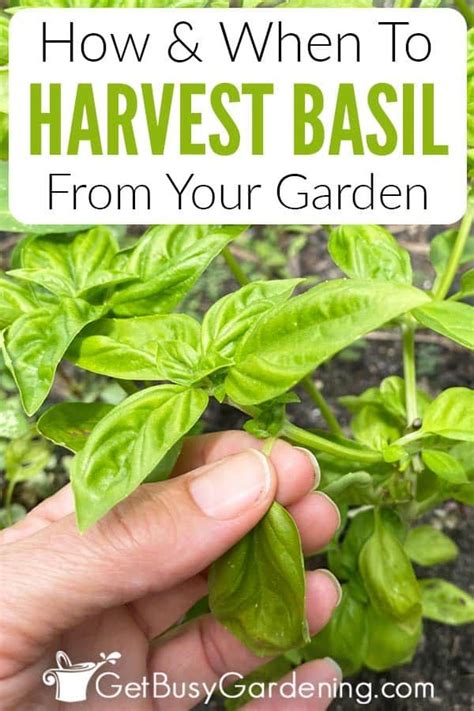 How And When To Harvest Basil Leaves In 2020 Harvesting Basil Growing