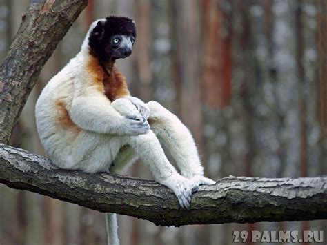 Блог Павла Аксенова Мадагаскар Crowned Sifaka Animals Mammals Lemur