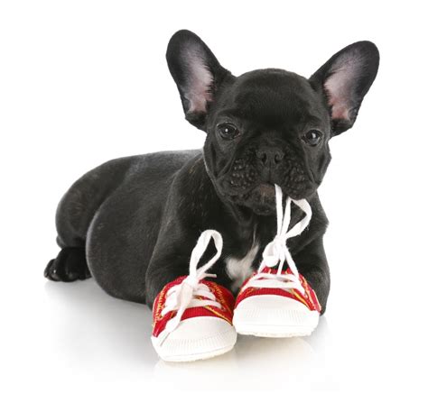 Сухой корм для собак royal canin gastro intestinal low fat. 15 French Bulldog Facts That You May Find Fascinating