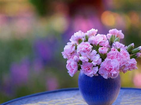 Pink Carnations Bokeh Flower Vase Carnation Pink Blue Hd