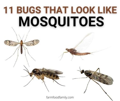 11 Bugs That Look Like Mosquitoes But Arent With Pictures