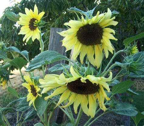 Photographing Flowers Growing Sunflowers