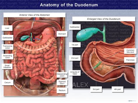 Anatomy Of The Duodenum Trial Exhibits Inc