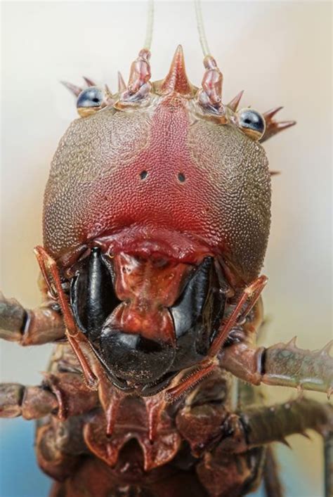 Pin By Craig And Sons Termite On Insects Face To Face Scary Animals