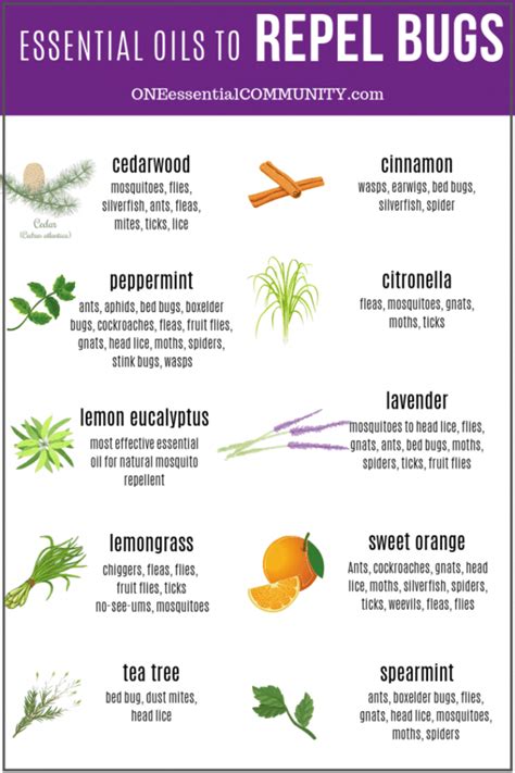 Shake well before spraying on your skin. Top 10 Essential Oils That Repel Bugs + Bug Spray Recipe ...