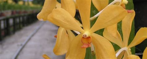 Mokara Yellow Toh Garden Singapore Orchid Plant And Flower Grower