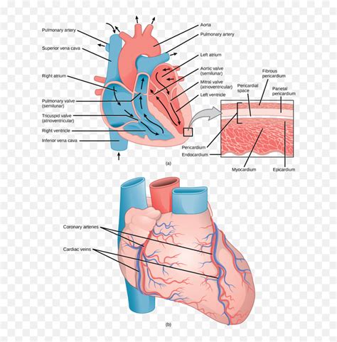403a Structures Of The Heart Biology Libretexts Capillary In The