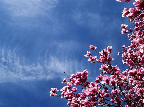 Cherry Blossoms Sakura Hd Wallpapers Couple Hd Wallpapers