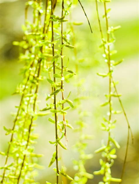 Green Leaves In Springtime Nature Background Stock Photo Image Of