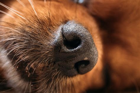 Close Up Focused Picture Of A Brown Dogs Nose Ivan Radic Flickr