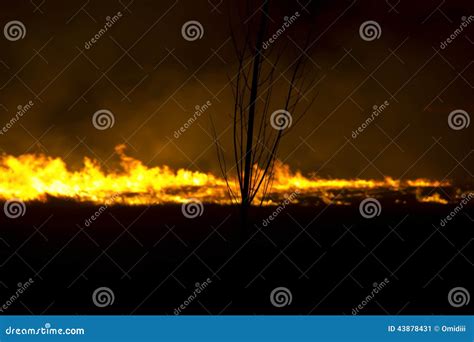 Forest Fire At Night Stock Image Image Of Clearing Blur 43878431