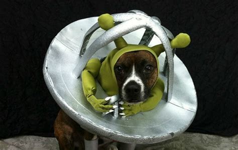 13 Dogs Who Would Totally Make Aliens Believe Dogs Rule Earth Barkpost