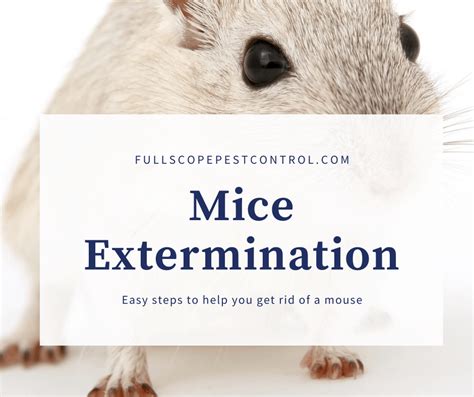 Get directions, reviews and information for do it yourself pest control in atlanta, ga. Mice Extermination