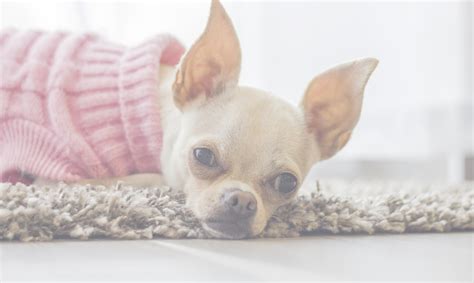 What You Need To Know About Chihuahuas And Dental Issues Healthybud Usa