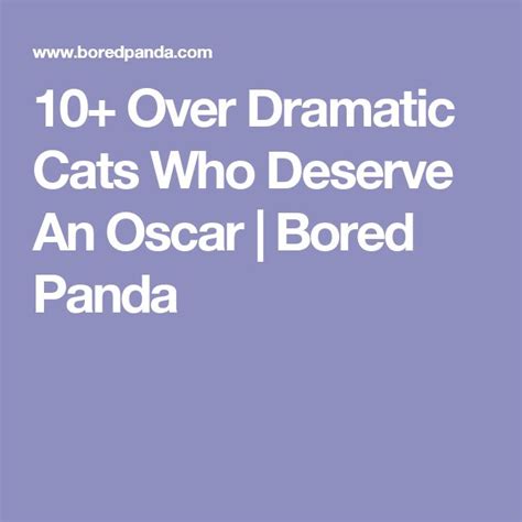 50 Over Dramatic Cats Who Deserve An Oscar Dramatic Cats Funny Pictures