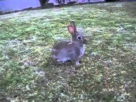 Check spelling or type a new query. sneaking up on a wild baby rabbit - YouTube