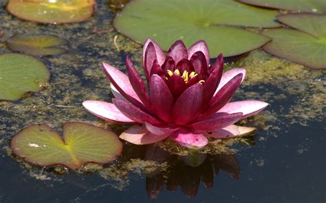 Dark Pink Water Lily