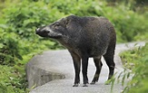 香港的野豬 - Discovery