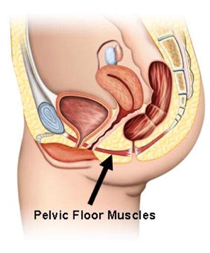 Health living 자궁과 전립선 지지하는 골반기저근육강화법