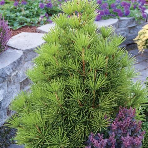 1000 Images About Dwarf Evergreens Zone 5 On Pinterest