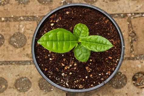 Container Grown Tea Tips On Growing Tea Plants In Pots